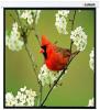 Проекционные экраны Lumien Master Picture 220x220 (LMP-100129)