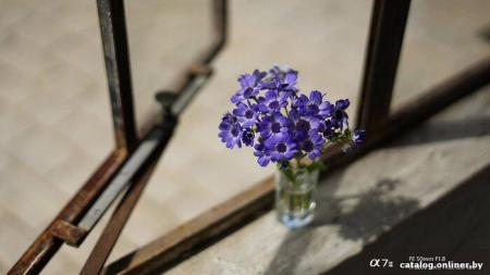 Объективы Sony FE 50mm F1.8 [SEL50F18F] [SEL50F18F.SYX]