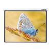 Проекционные экраны Lumien Master Control 229x305 (LMC-100110)